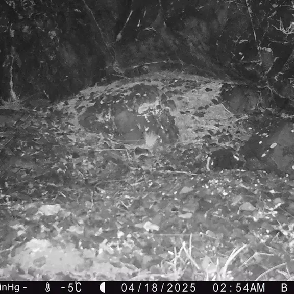 A photograph of Otocolobus manul manul from Egizkara [new] camera trap