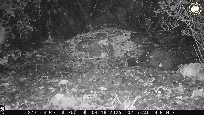 A photograph of Otocolobus manul manul from Egizkara [new] camera trap