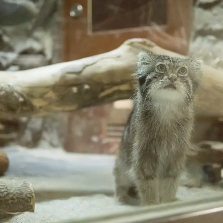A photograph of Klyon in Ueno Zoological Gardens