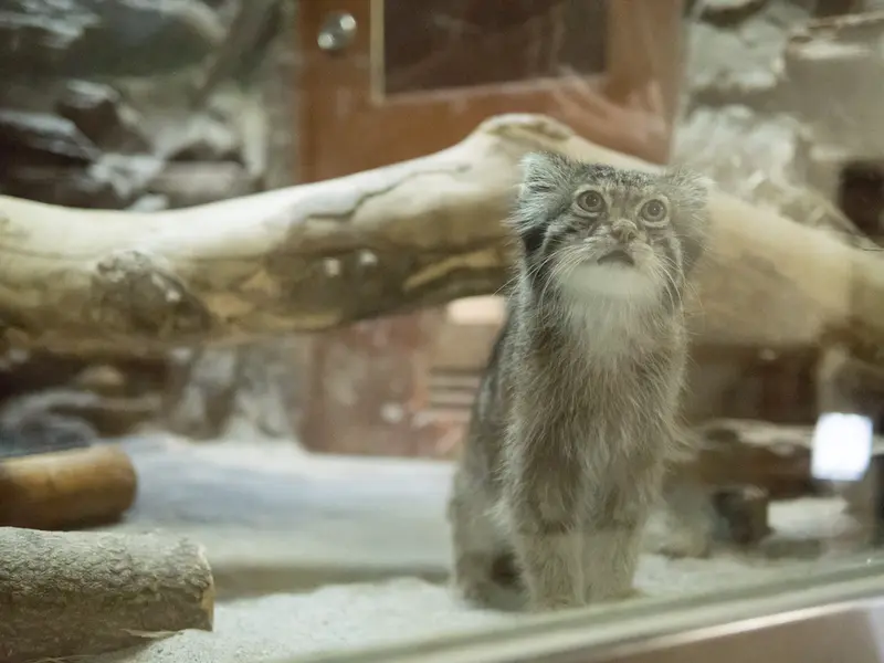 A photograph of Klyon in Ueno Zoological Gardens