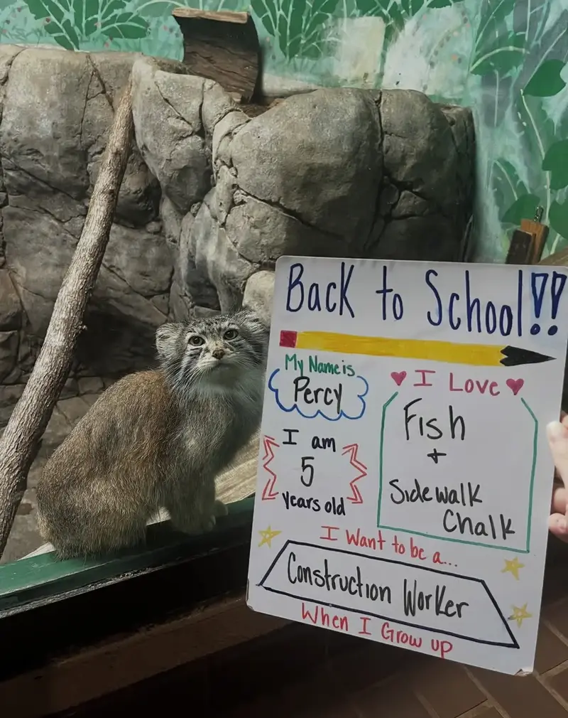 A photograph of a Pallas's cat