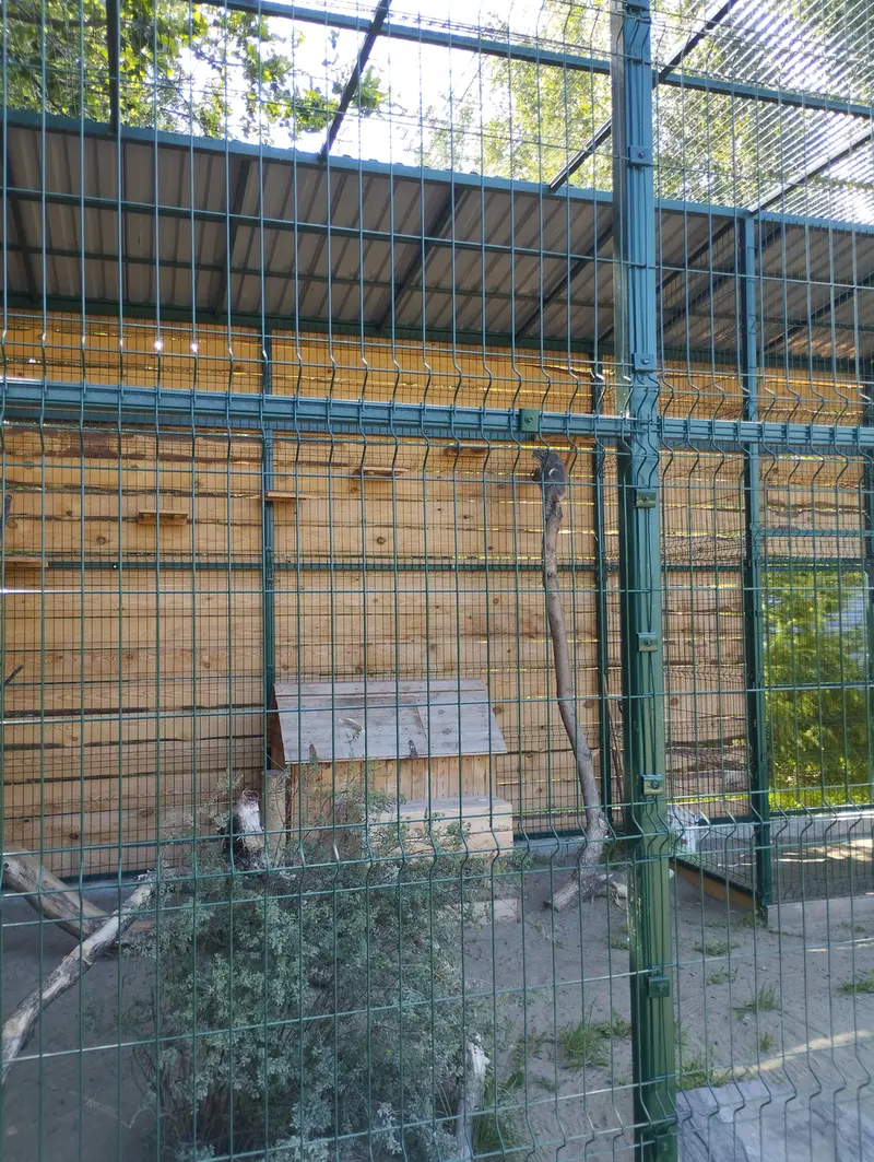 A photograph of Pepe in Barnaul zoo “Lesnaya skazka”