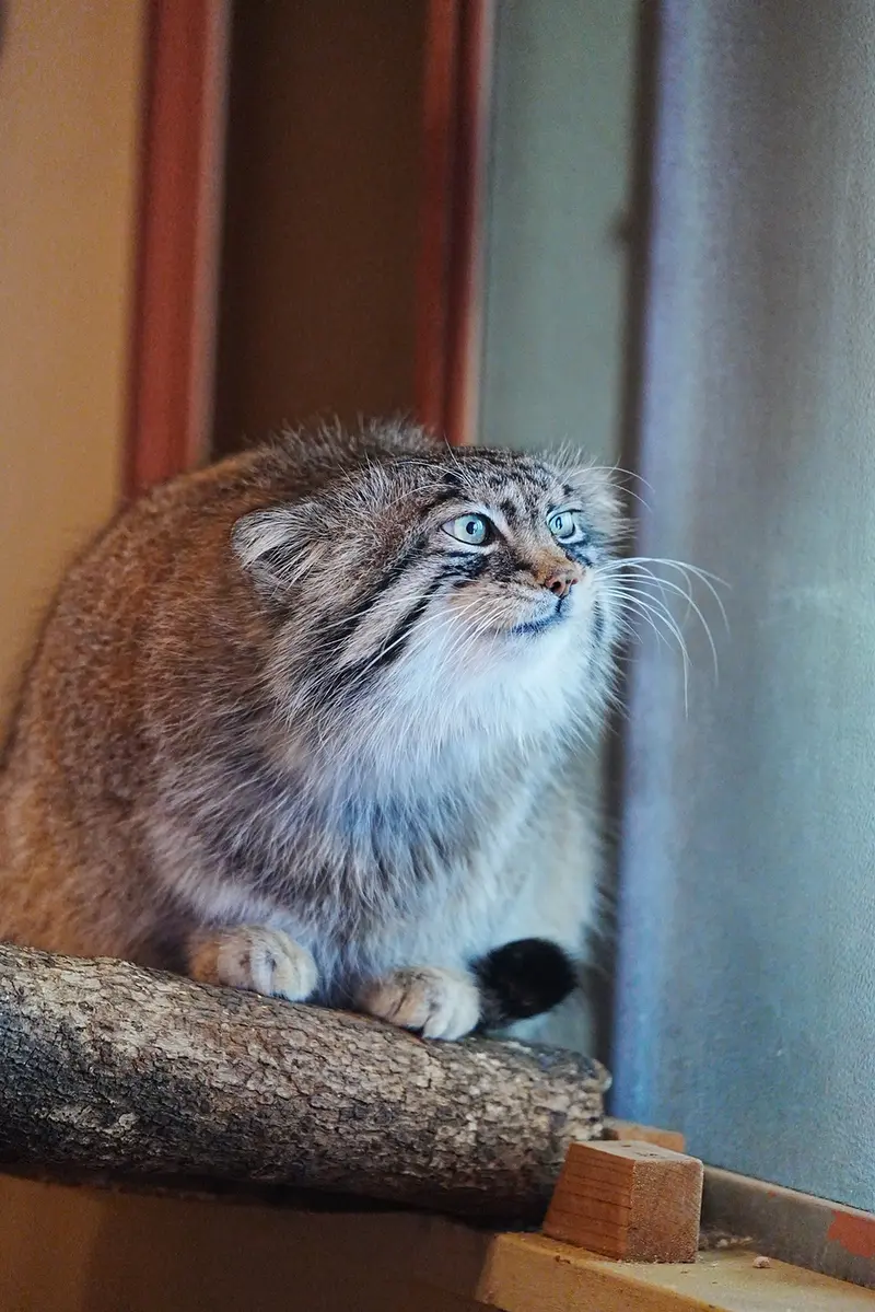 A photograph of a Pallas's cat
