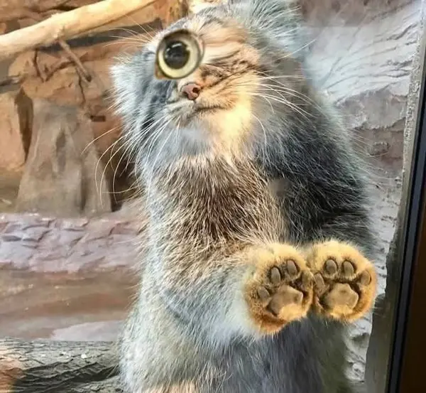 A photograph of a Pallas's cat