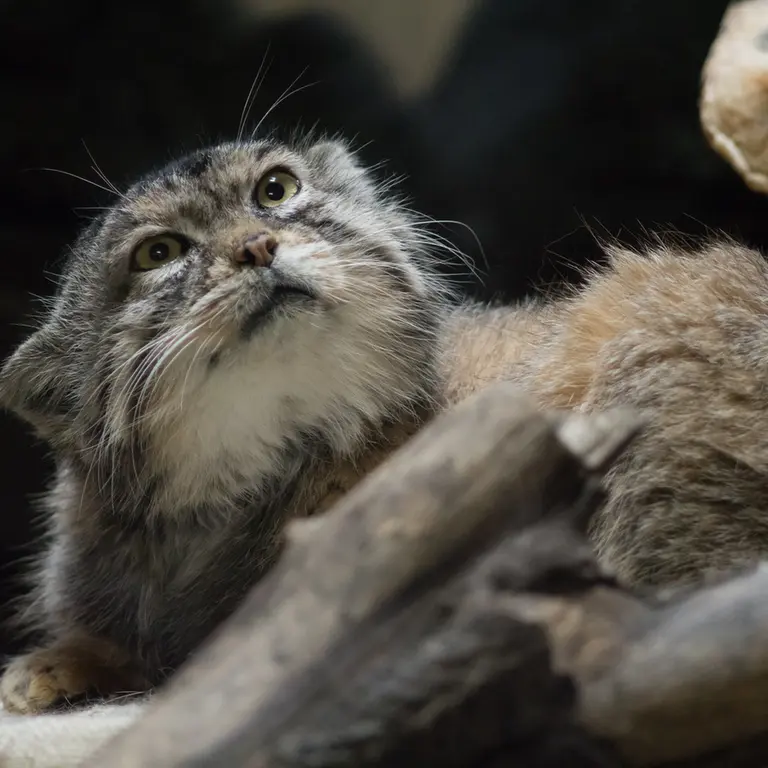 A photograph of Primula in Ueno Zoological Gardens