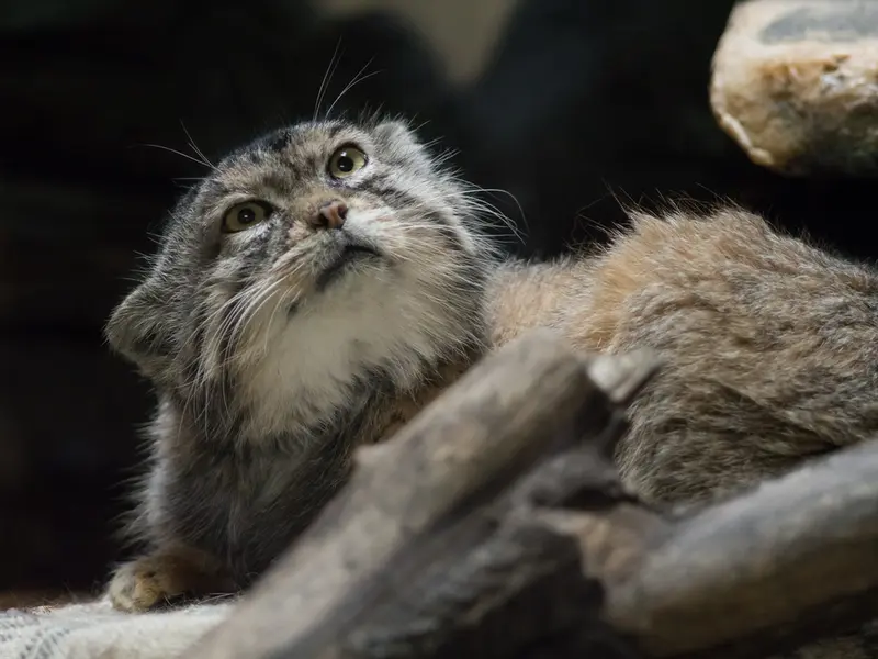 A photograph of Primula in Ueno Zoological Gardens