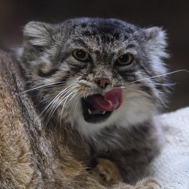 A photograph of Primula in Ueno Zoological Gardens