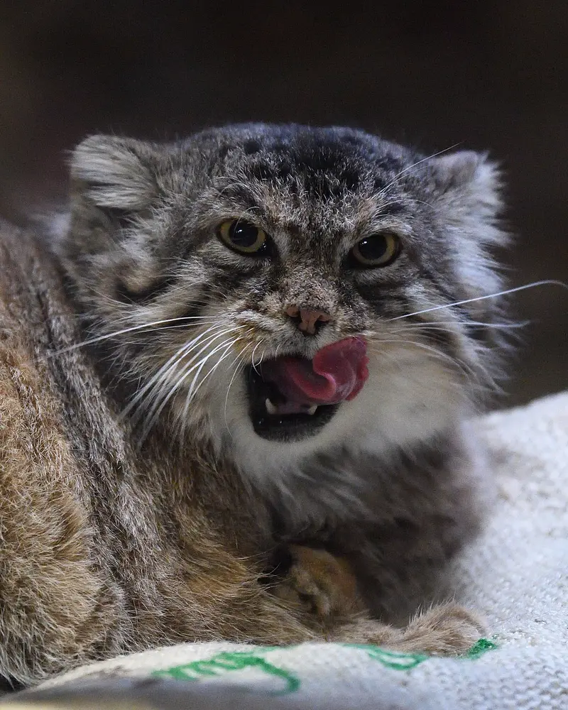 A photograph of Primula in Ueno Zoological Gardens