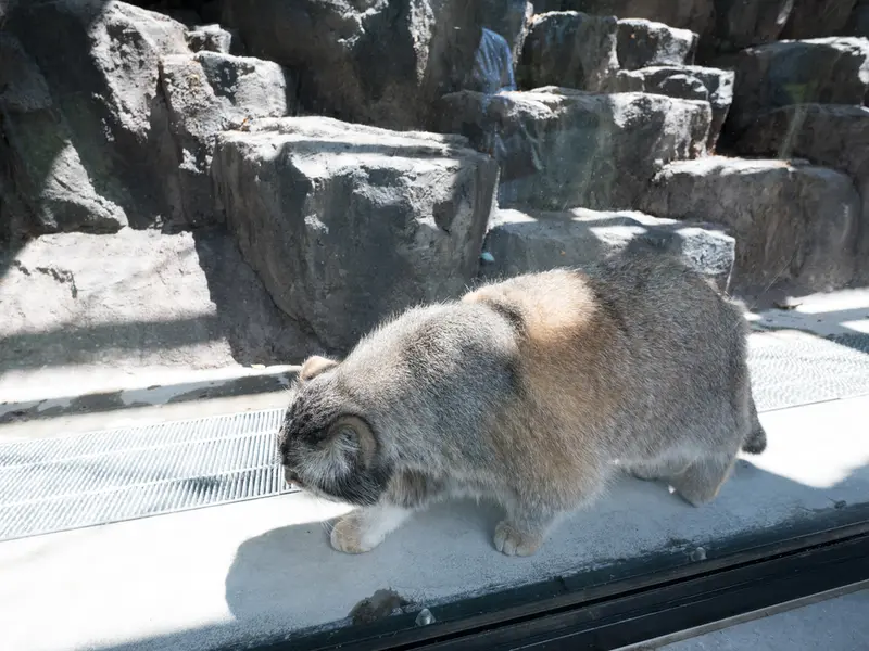 A photograph of Grusha in Asahiyama Zoo