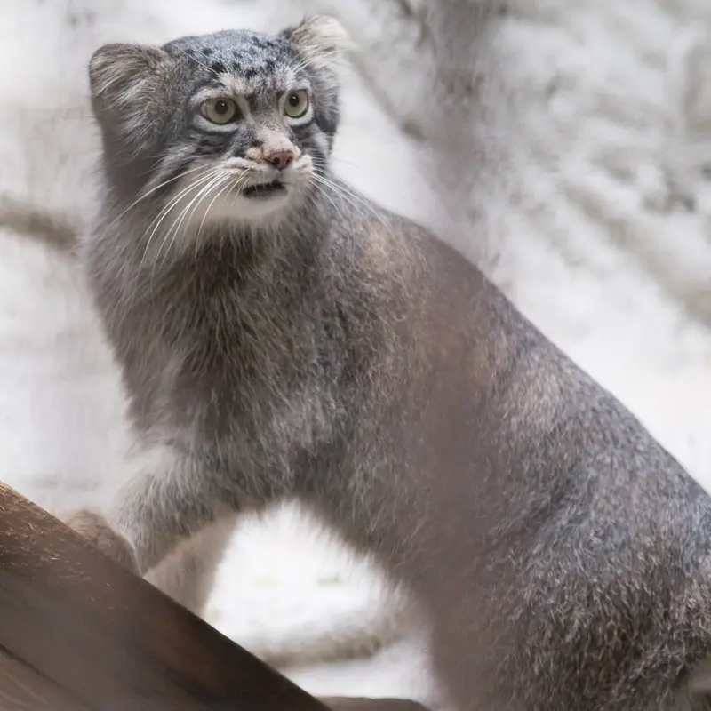 A photograph of Figa in Nogeyama Zoo