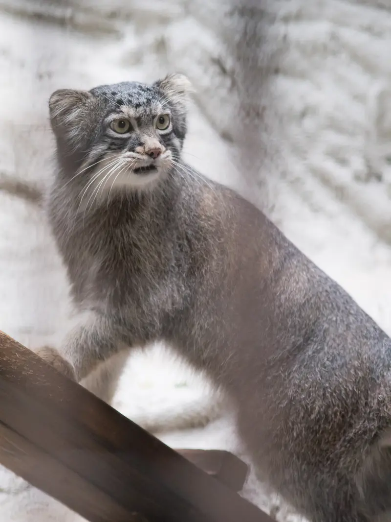 A photograph of Figa in Nogeyama Zoo