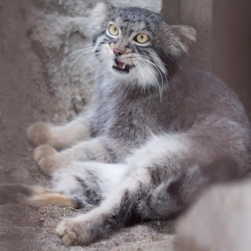 A photograph of Figa in Nogeyama Zoo