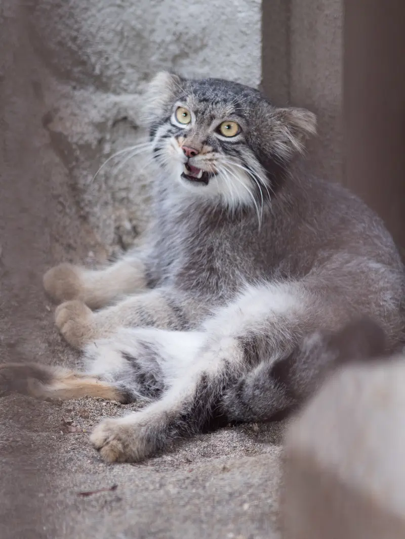 A photograph of Figa in Nogeyama Zoo