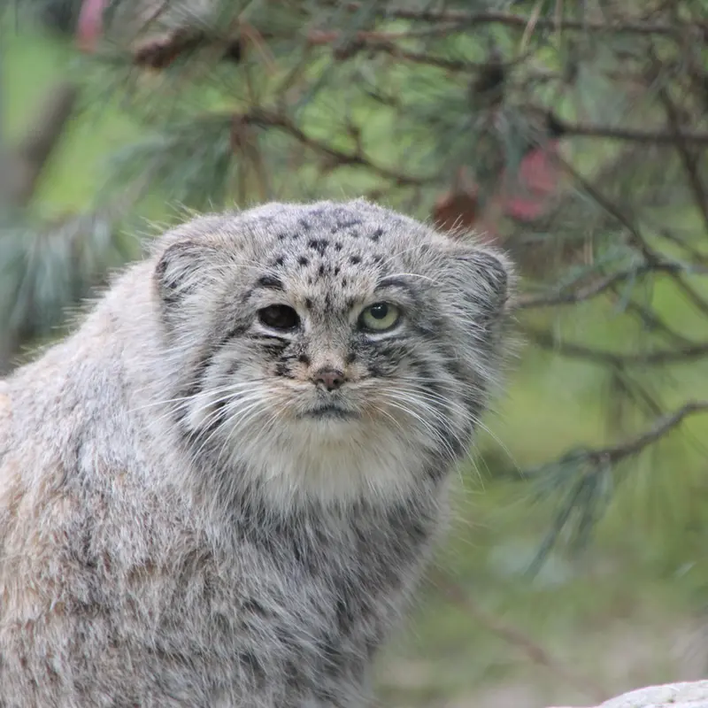 A photograph of Batu in Opel Zoo