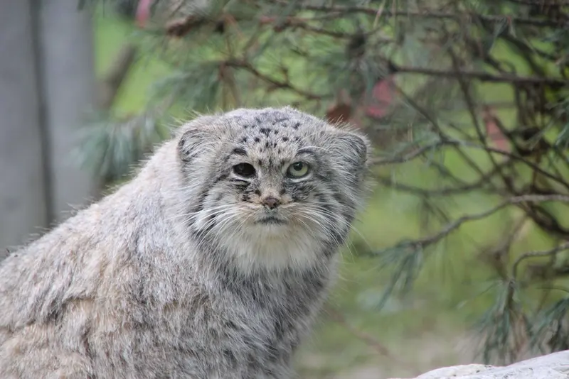 A photograph of Batu in Opel Zoo
