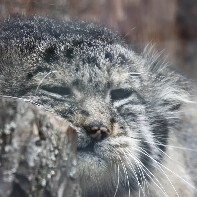 A photograph of Sven in Leningrad zoo