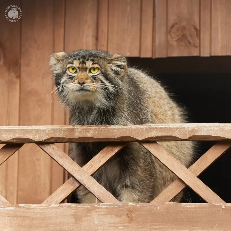 A photograph of Altay in Izhevsk Zoo (Udmurt Zoo)