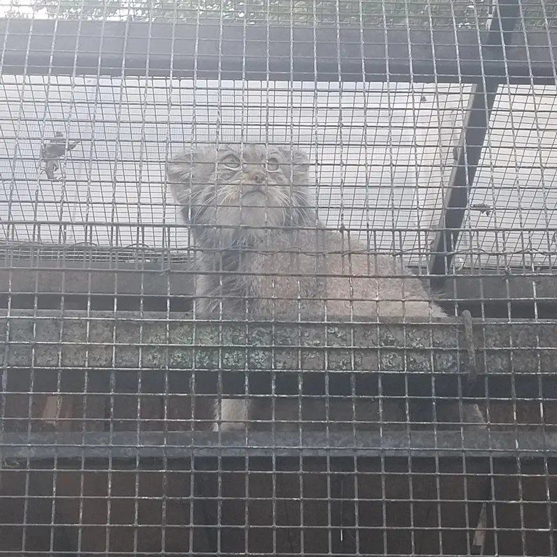 A photograph of Shu in Leningrad zoo