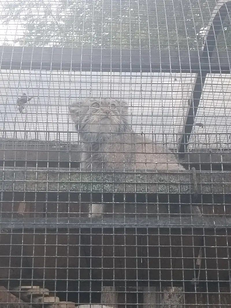 A photograph of Shu in Leningrad zoo