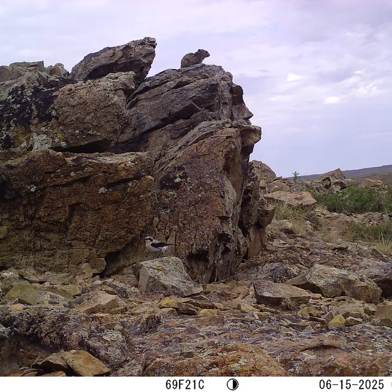 A photograph of Kazakh pika from Karashoky [new] camera trap