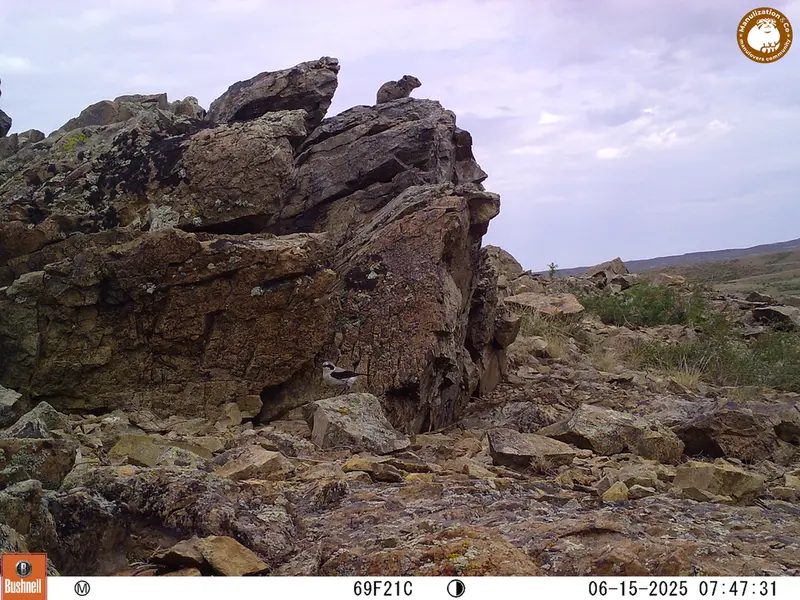 A photograph of Kazakh pika from Karashoky [new] camera trap