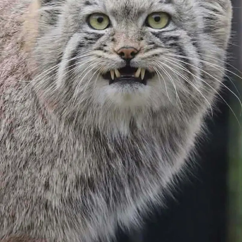 A photograph of a Pallas's cat in Bio-Topia Dunkerque