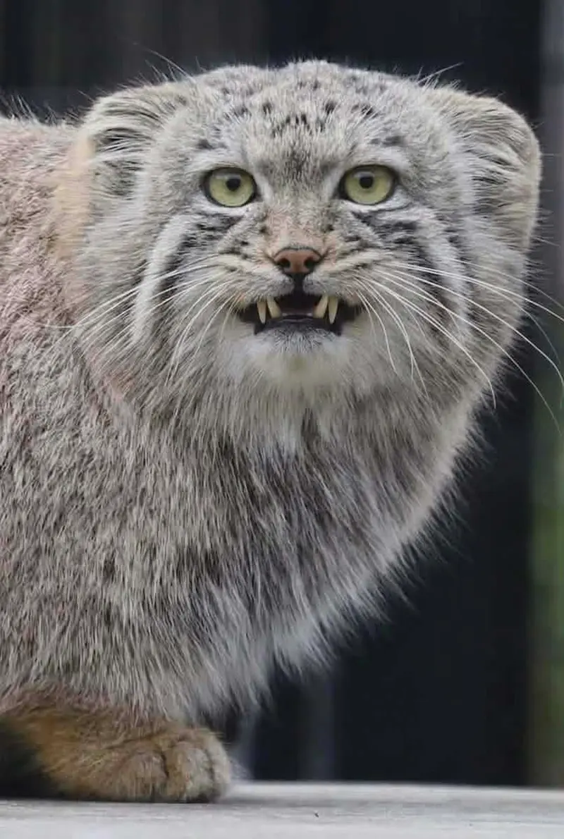 A photograph of a Pallas's cat in Bio-Topia Dunkerque