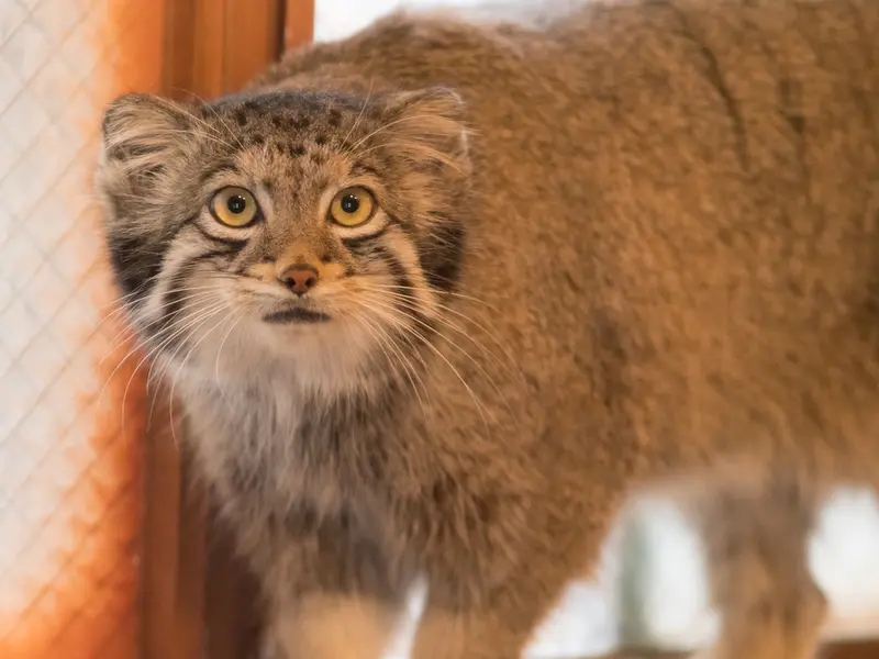 A photograph of Oto in Saitama Children's Zoo