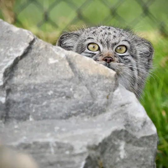 A photograph of Kharaa in Port Lympne Wild Animal Park