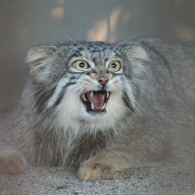 A photograph of Figa in Nogeyama Zoo