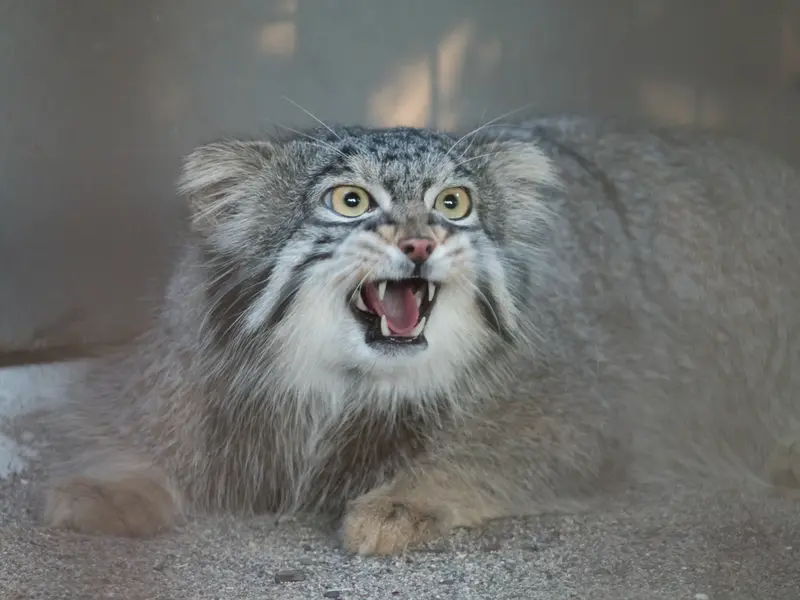 A photograph of Figa in Nogeyama Zoo
