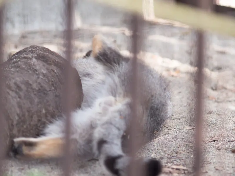 A photograph of Figa in Nogeyama Zoo