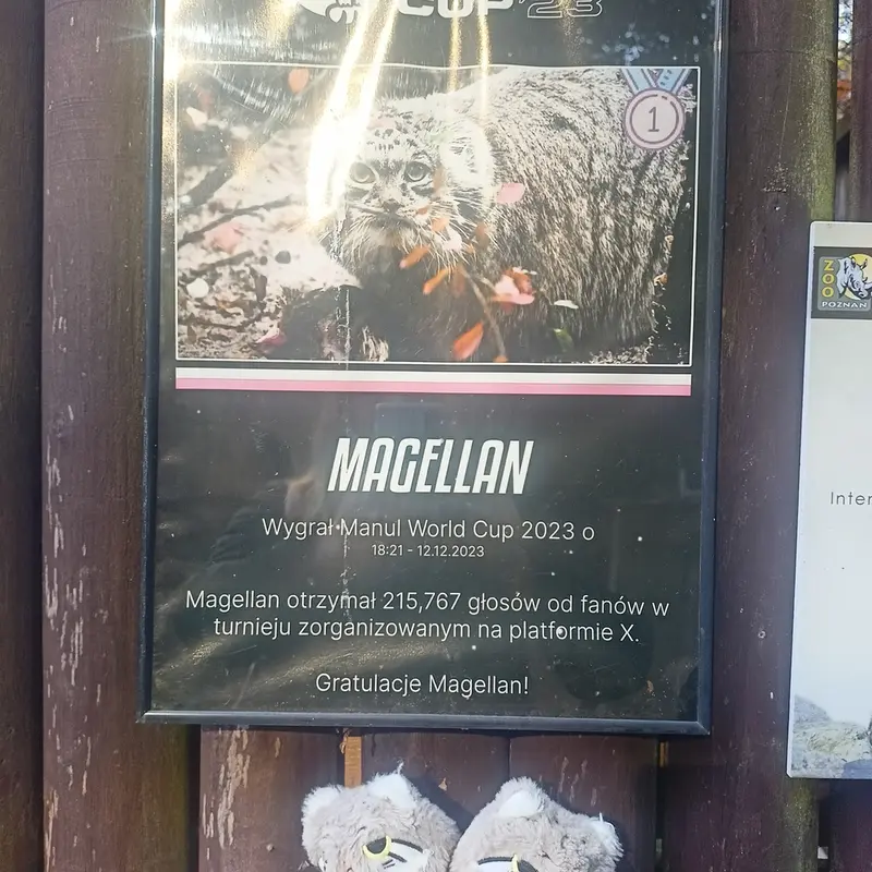 A photograph of a Pallas's cat in Poznan New Zoo