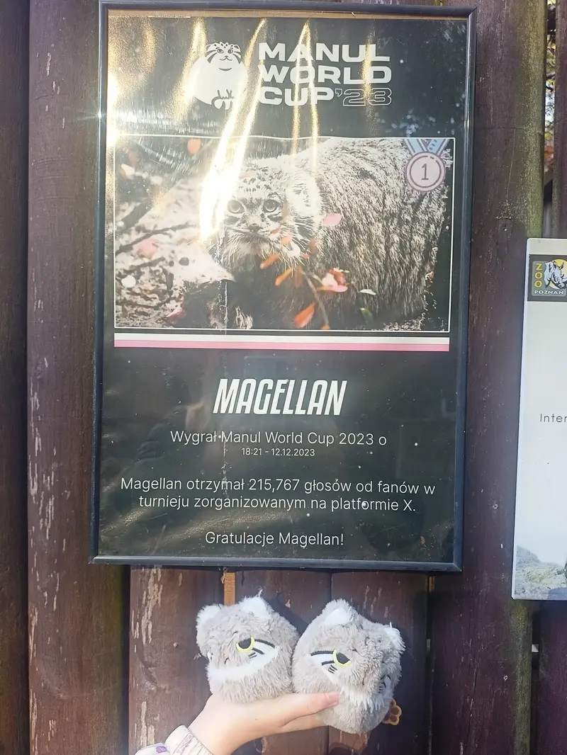 A photograph of a Pallas's cat in Poznan New Zoo
