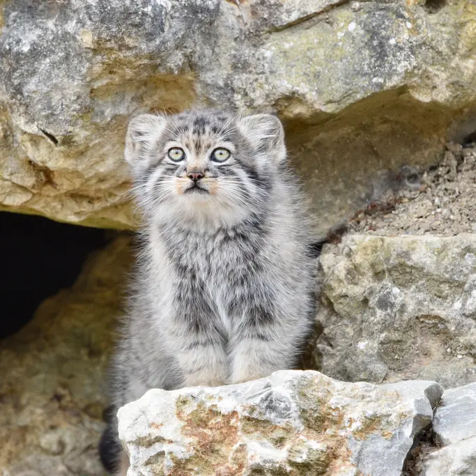 A photograph of a Pallas's cat in Port Lympne Wild Animal Park