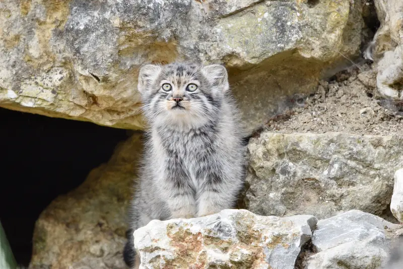 A photograph of a Pallas's cat in Port Lympne Wild Animal Park