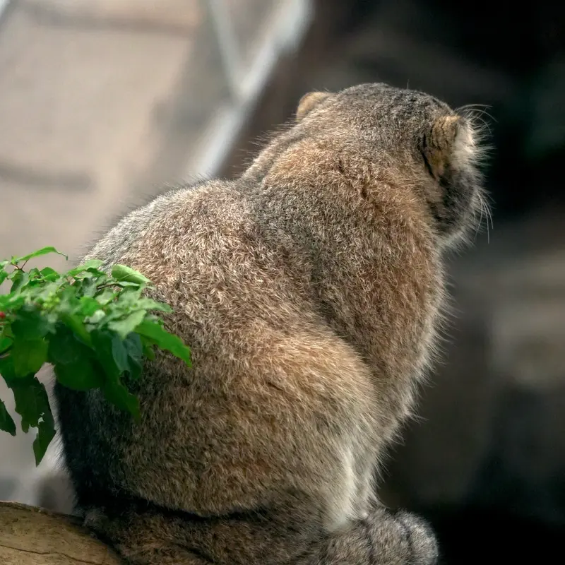 A photograph of Nar in Kobe Animal Kingdom
