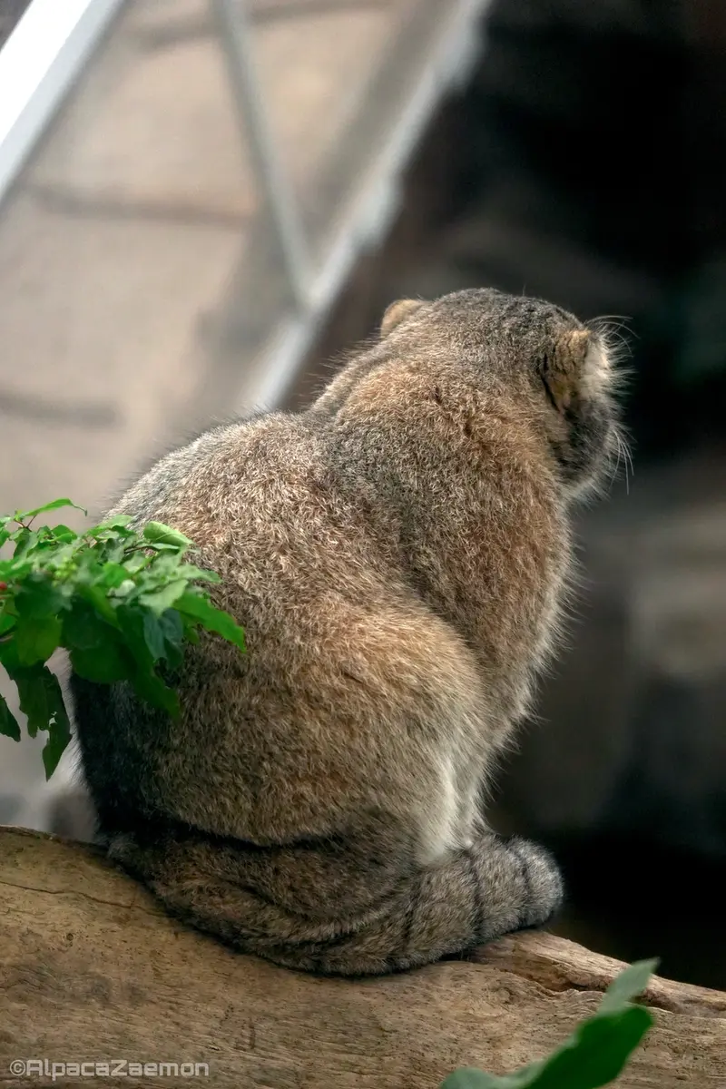 A photograph of Nar in Kobe Animal Kingdom