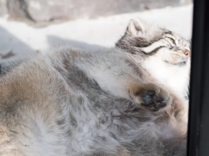 A photograph of Grusha in Asahiyama Zoo