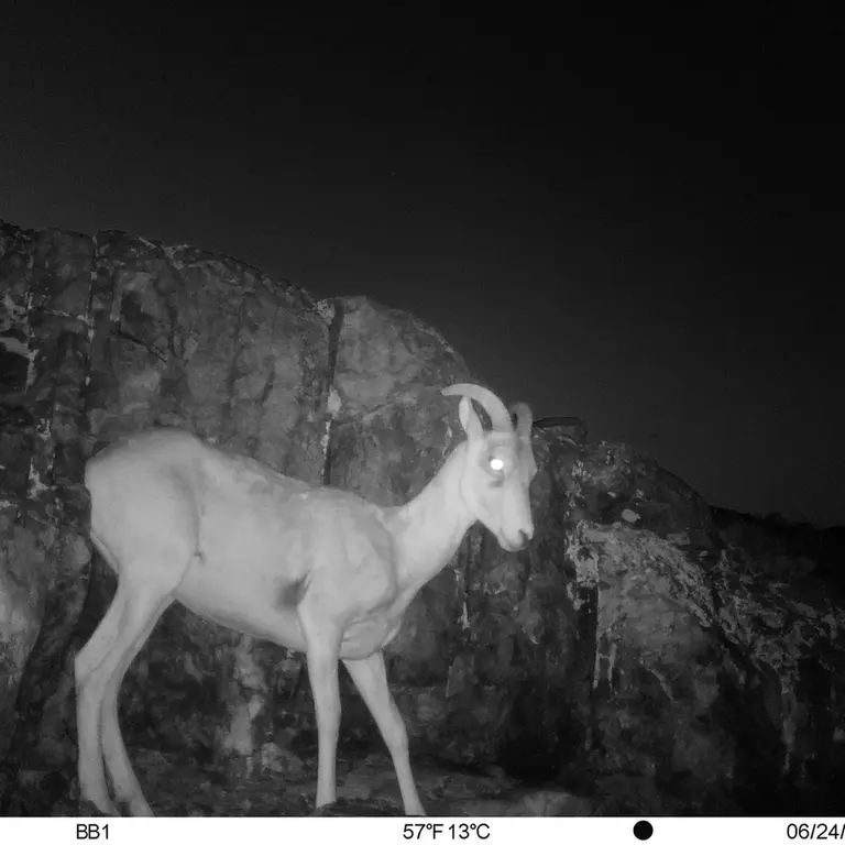 A photograph of Argali from Aktas-Kunkora [new] camera trap