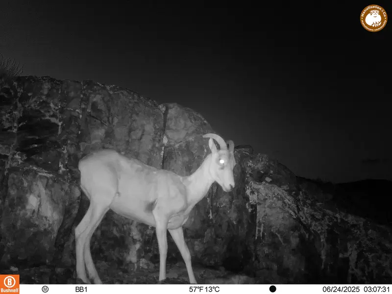 A photograph of Argali from Aktas-Kunkora [new] camera trap