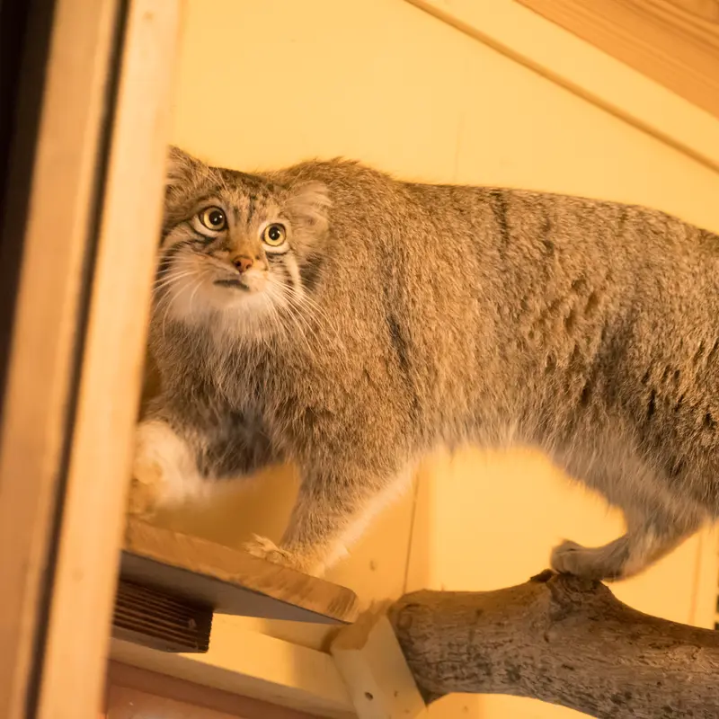 A photograph of Oto in Saitama Children's Zoo
