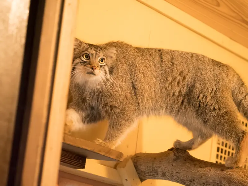 A photograph of Oto in Saitama Children's Zoo