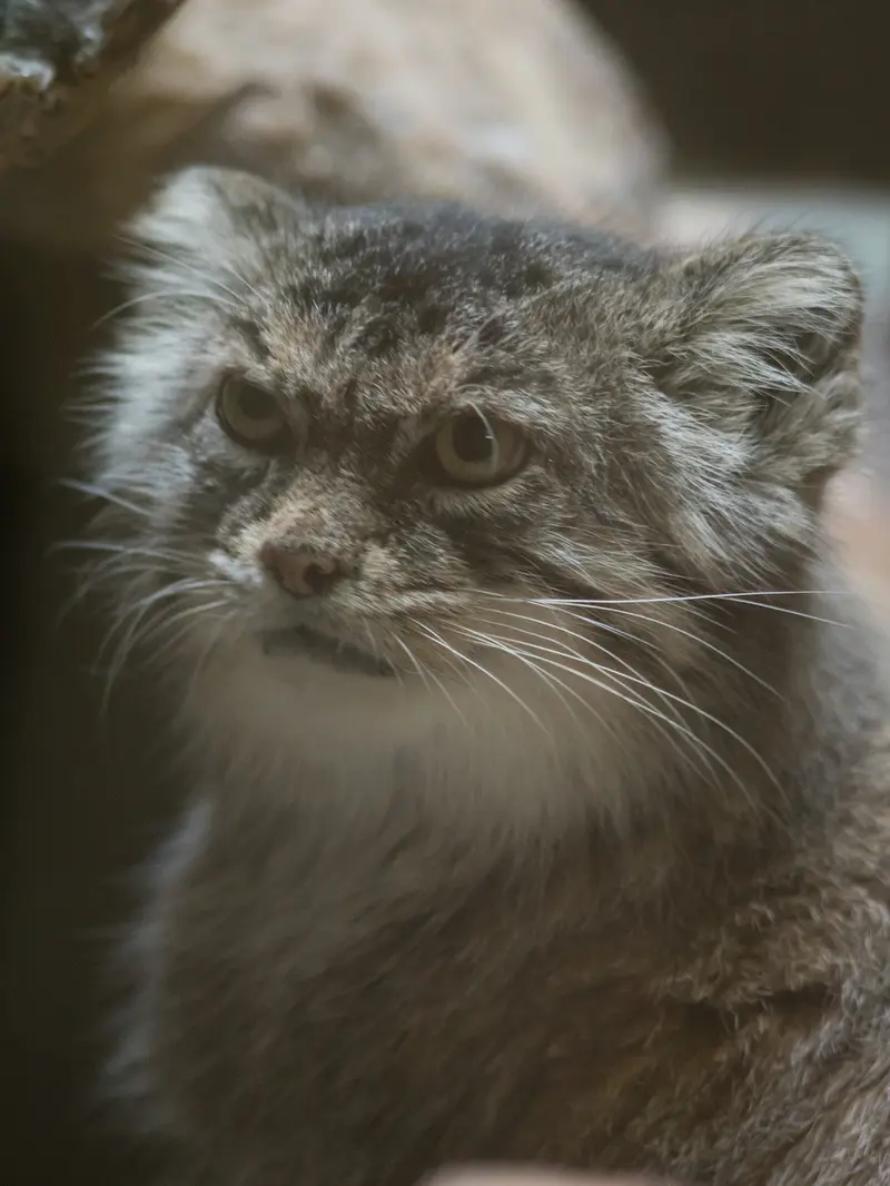 A photograph of Primula in Ueno Zoological Gardens