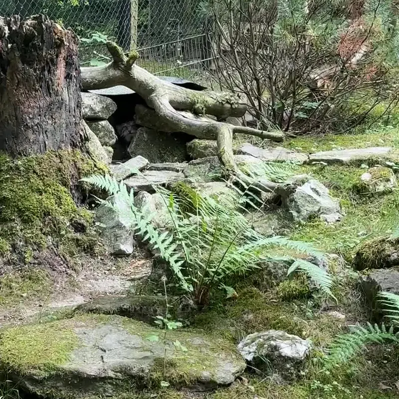 A photograph of a Pallas's cat in Opel Zoo