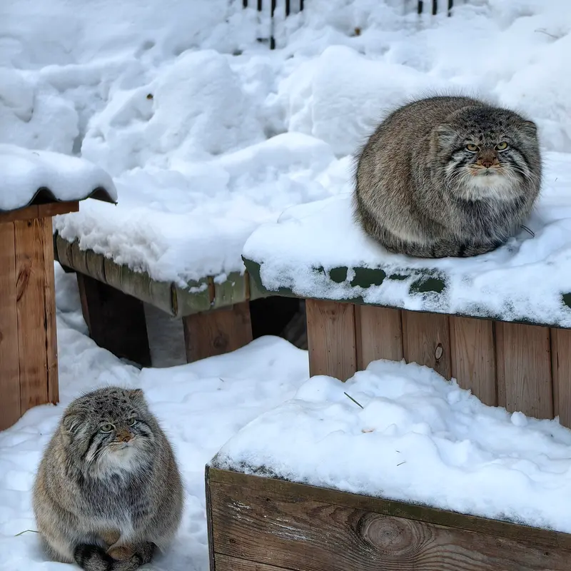 A photograph of Son of Eve 2024 Ⅱ and Son of  Eve 2024 Ⅳ in Novosibirsk Zoo