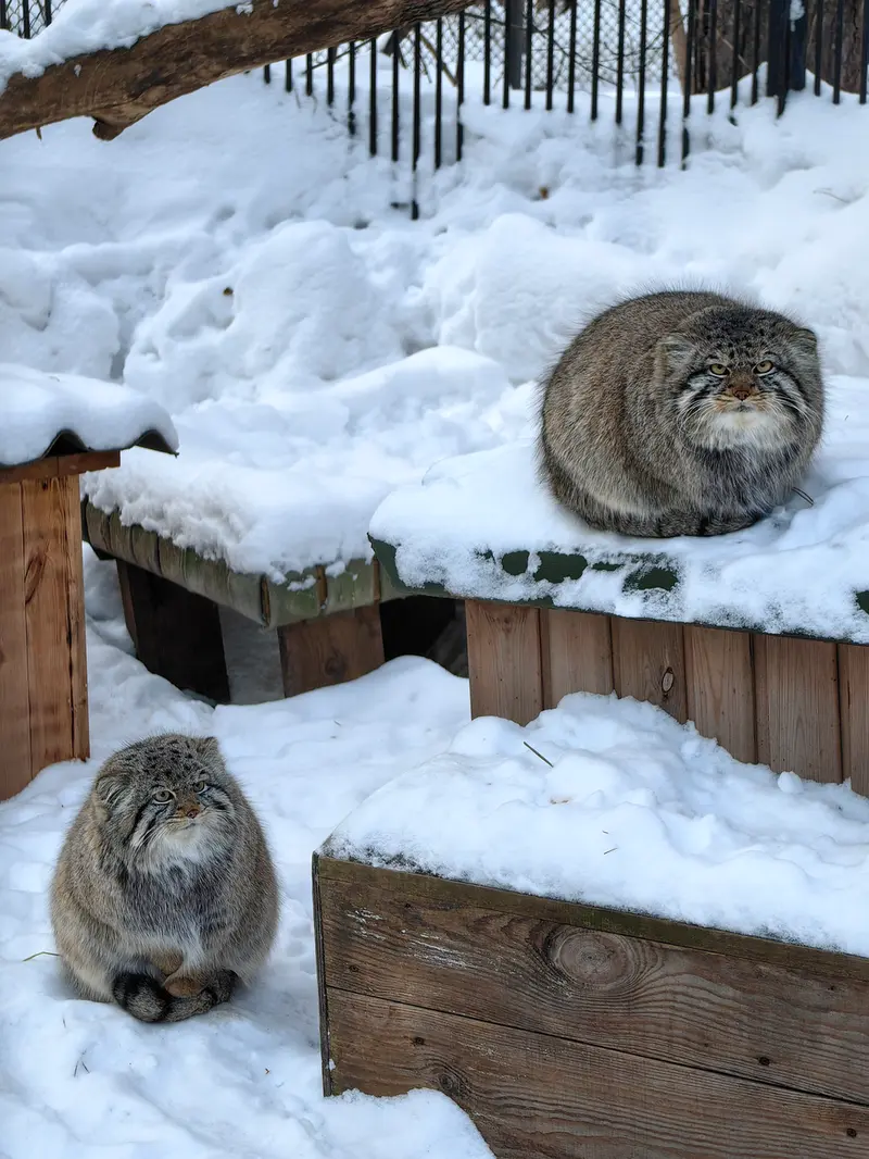 A photograph of Son of Eve 2024 Ⅱ and Son of  Eve 2024 Ⅳ in Novosibirsk Zoo