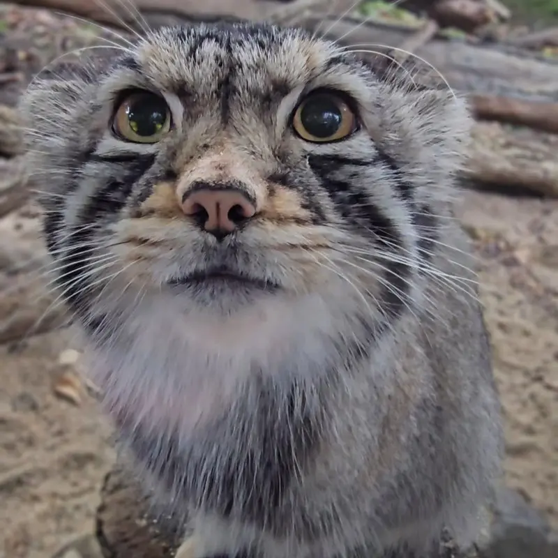 A photograph of Nagomu