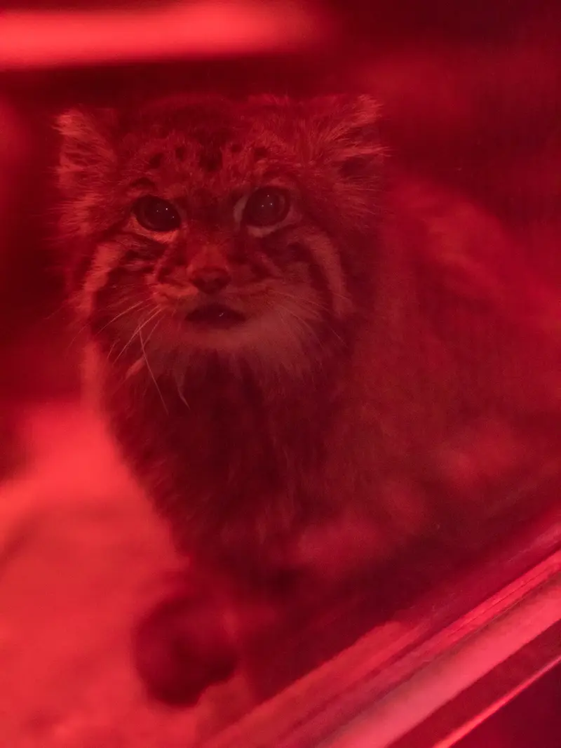 A photograph of Naim in Ueno Zoological Gardens