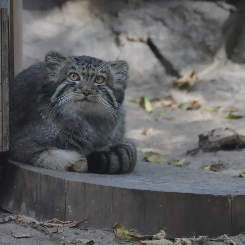 A photograph of Kitten of Eve b.2026 Ⅴ in Novosibirsk Zoo